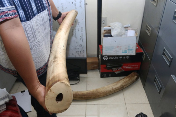 Tiga Penjual Gading Gajah di Jambi Ditangkap Polisi