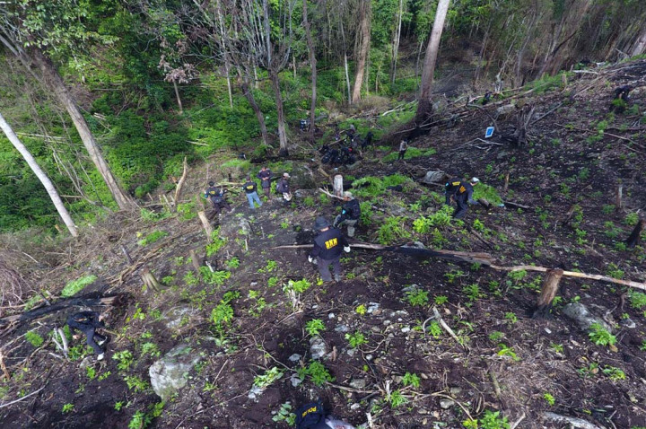 2 Hektare Ladang Ganja Siap Panen di Madina Dimusnahkan