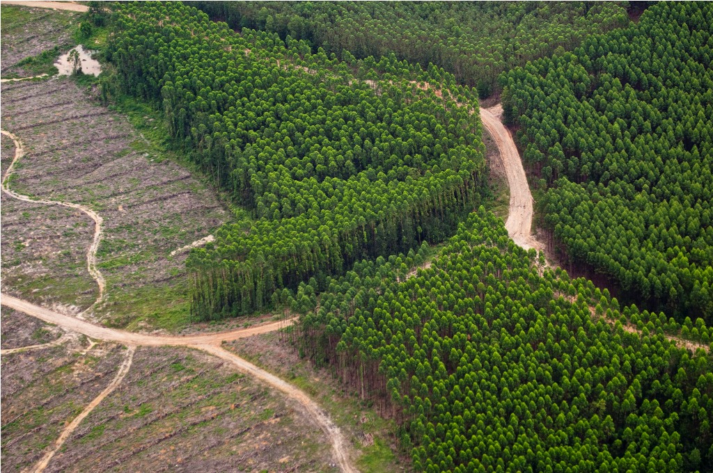 Peraturan Menteri LHK Dinilai Meresahkan Pekerja Hutan  