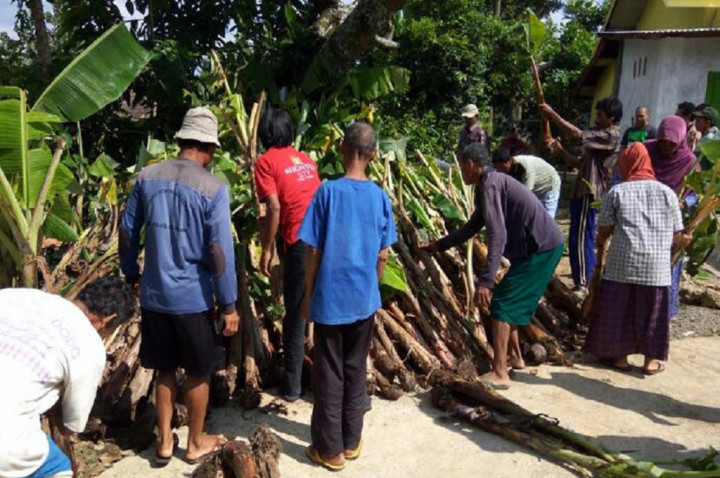 Pisang Tanduk yang Memberikan Harapan
