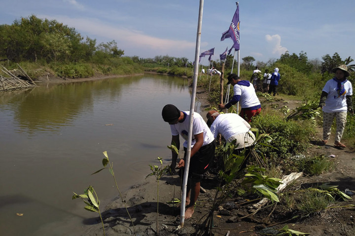 3.000 Bibit Mangrove Ditanam di Sungai Lingan