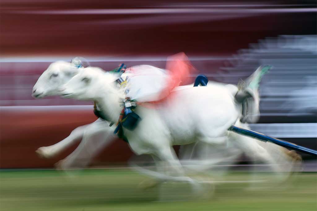 Serunya Lomba Karapan Kambing di Probolinggo
