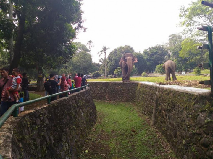 Kebun Binatang Ragunan Dipadati Pengunjung