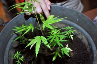 Ganja Hanya Meringankan Rasa Sakit, Bukan Mengobati