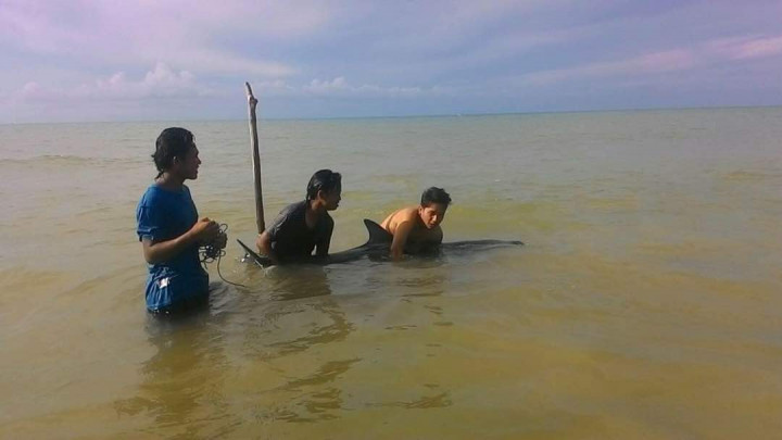 Lumba-lumba ‘Enggan’ Tinggalkan Pantai Sumenep