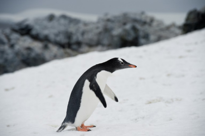 More Antarctic Protections Urged on World Penguin Day