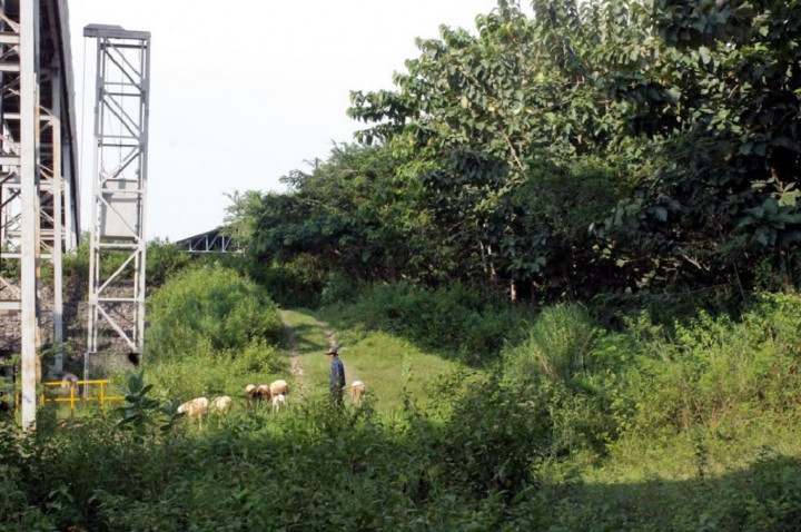 Tambang Kapur Disulap Jadi Hutan Hijau nan Sejuk