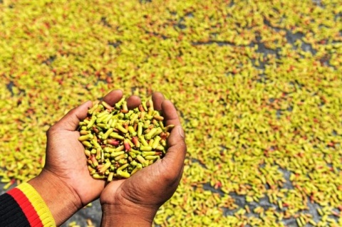 Harga Cengkih di Ambon Naik