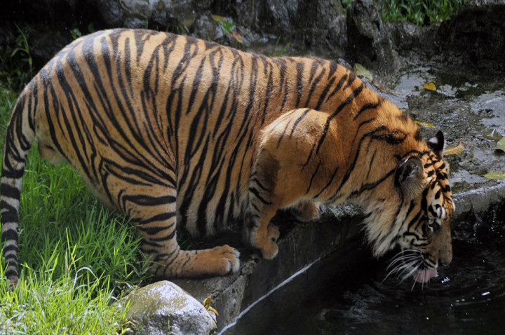 Harimau Berkeliaran dan Memangsa Sapi Warga Aceh Tamiang