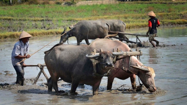 Stabilkan Harga Daging, Bulog Banyumas Gelontorkan Daging Kerbau