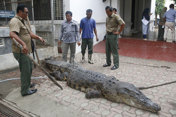 Buaya Tangkapan Warga Aceh Singkil Mati