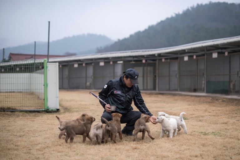 Pointy-eared and short-haired, the Jindo dog is a symbol of South Korea, where breeders and authorities keep its bloodline even purer than one of the world's least diverse societies. (Photo:AFP/Ed Jones)