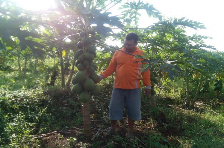 Lahan Gersang di Rembang yang Kini 'Menghasilkan Uang'