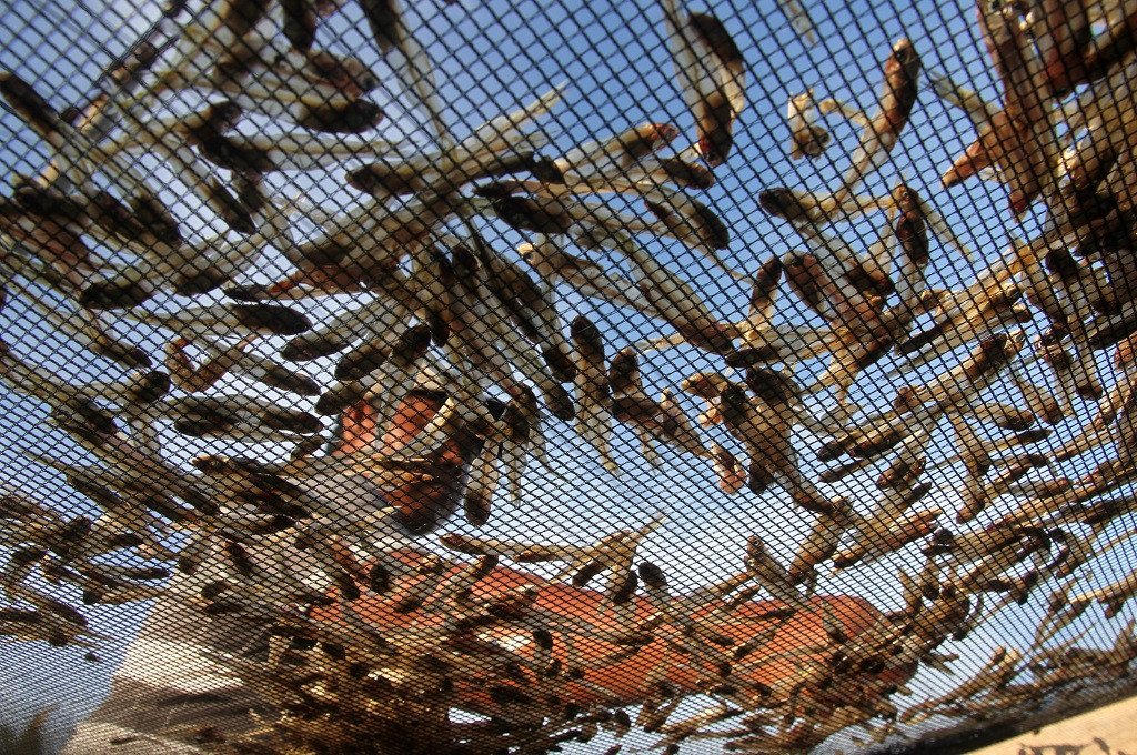 Pekerja mengumpulkan ikan teri di Aceh Barat, Sabtu 29 April 2017, Ant - Syifa Yulinnas
