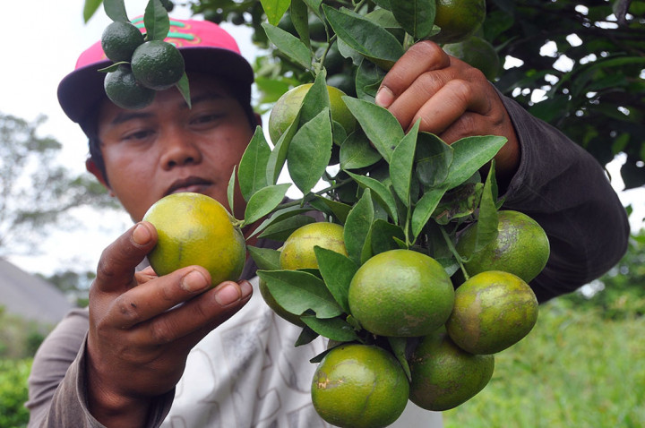 Indragiri Hilir Berpotensi Kembangkan Jeruk Keprok Siam