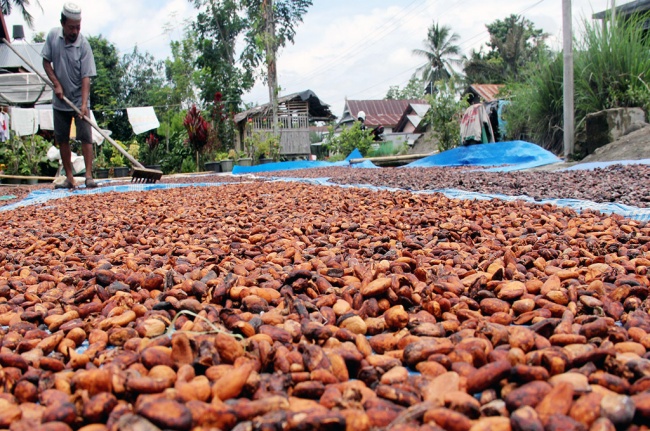  Pemkab Banjar Buka Kawasan Perkebunan Kakao