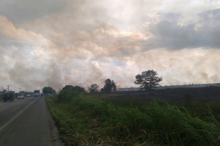 400 Ribu Hektare Lahan di Sumsel bakal Direstorasi