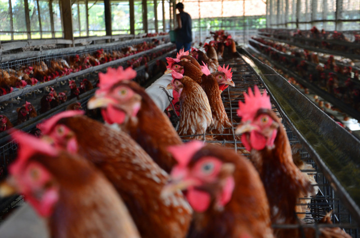 Peternak Ayam Petelur Kulon Progo Tumbang