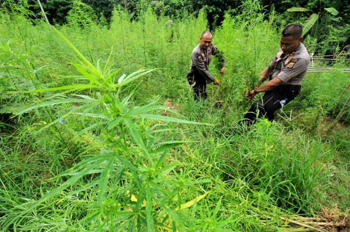 Polres Aceh Musnahkan 12 Hektare Tanaman Ganja