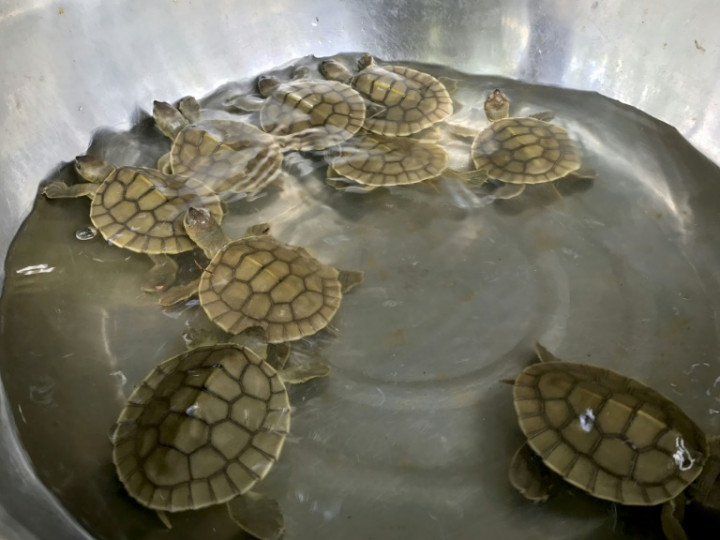 Hatchlings Raise Hope for Cambodia's Endangered 