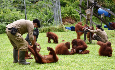 Populasi Orangutan Di Taman Nasional Sebangau Bertambah