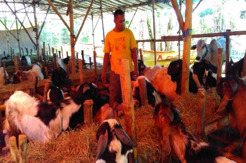 Kaltim Siapkan 142 Ton Daging kambing