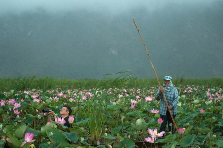 After 10-Year Gap, Thai Lotuses Bloom Again