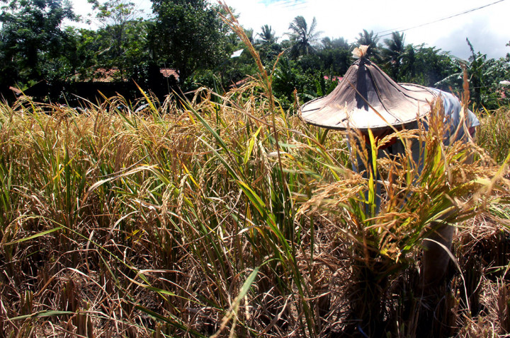 Petani di Pedalaman Lebak Panen Padi Lokal