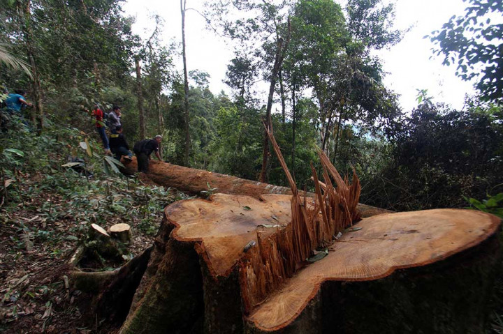 Pembalakan Liar di TN Gunung Leuser