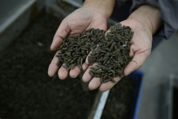 In China, Maggots Finish Plates, and Food Waste