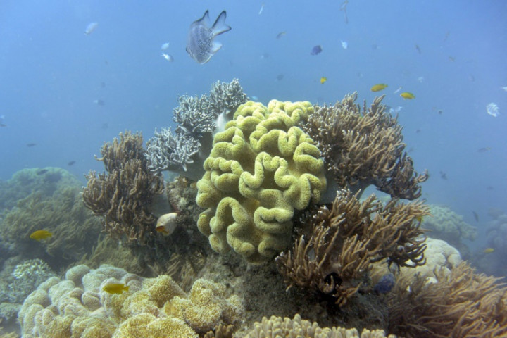 Great Barrier Reef Bleaching Worse Than First Thought