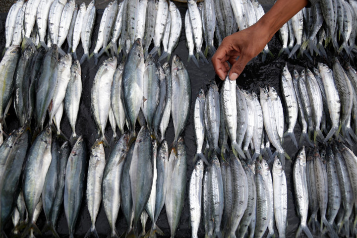 Sempat Paceklik, Nelayan Gunungkidul Panen Ikan Tongkol