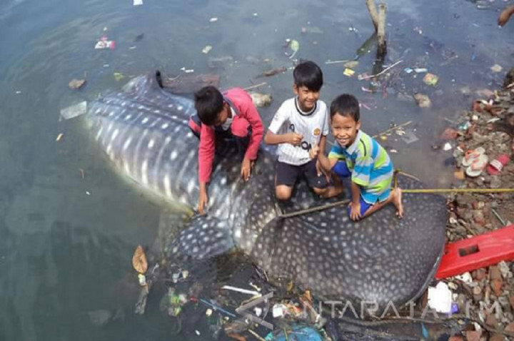 Hiu Sepanjang 6,5 Meter Terdampar di Pelabuhan Rakyat Gresik