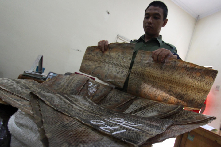 BBKSDA Sumut Gagalkan Penyeludupan Kulit Piton