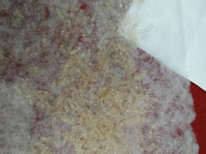 Bandara Adisucipto Gagalkan Penyelundupan Ribuan Bibit Lobster