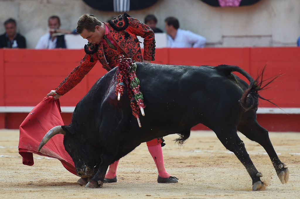 Adu banteng adalah kegiatan legal di sejumlah negara. (Foto: AFP)