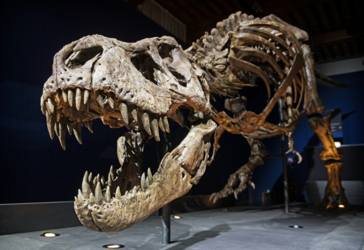 T. Rex Was Not Feathery, Study Says