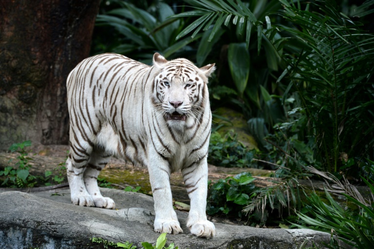 Omar, who would have turned 18 in September, or the equivalent of 88 in human years, had been suffering from skin cancer for the past three years, zoo operator Wildlife Reserves Singapore said in a statement. (Photo:AFP/Roslan Rahman)