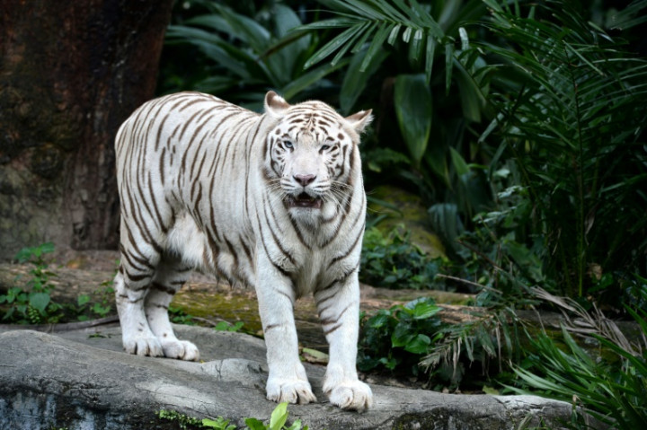 Ailing White Tiger Put Down in Singapore Zoo