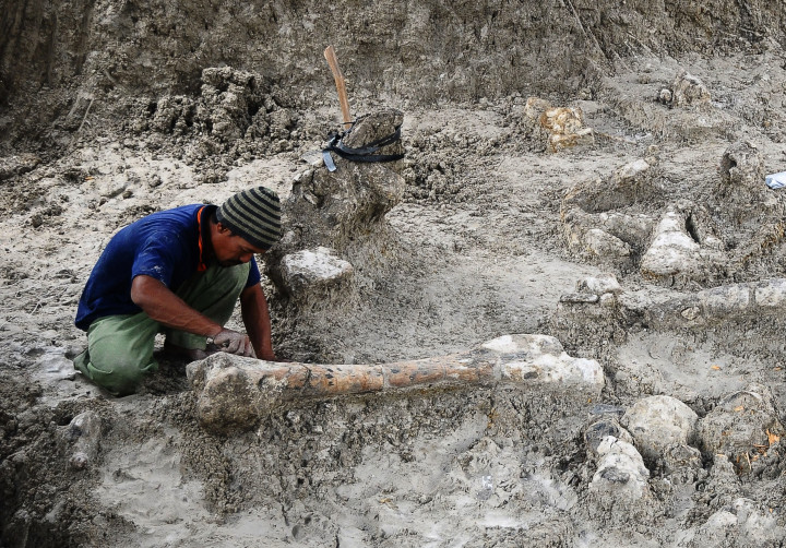 Fosil Gajah Raksasa Ditemukan di Grobogan