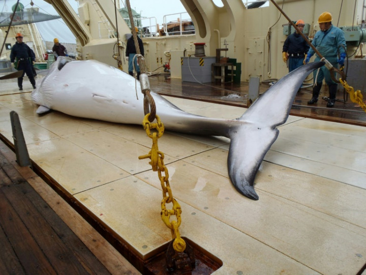Japan Kicks Off Pacific Whaling Campaign