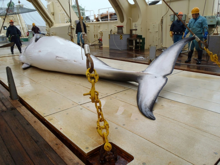 Japan is a signatory to the International Whaling Commission's moratorium on whale hunting, but uses a loophole in the temporary ban allowing for lethal scientific research. (Photo:AFP/Institute of Cetacean Research)