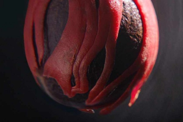 Film Dokumenter Sejarah Rempah Nusantara akan Tayang di Belanda