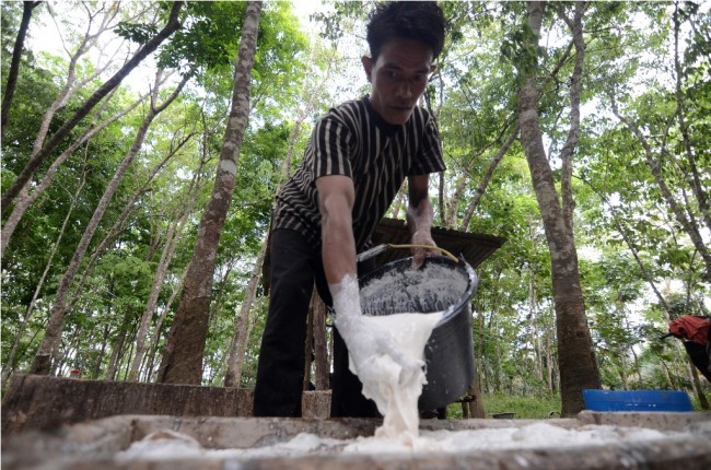 Petani Mukomuko Keluhkan Rendahnya Harga Karet