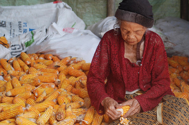 Penurunan Impor Jagung Pacu Petani Tingkatkan Produksi