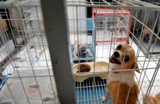 Trik Mudik Membawa Binatang Peliharaan