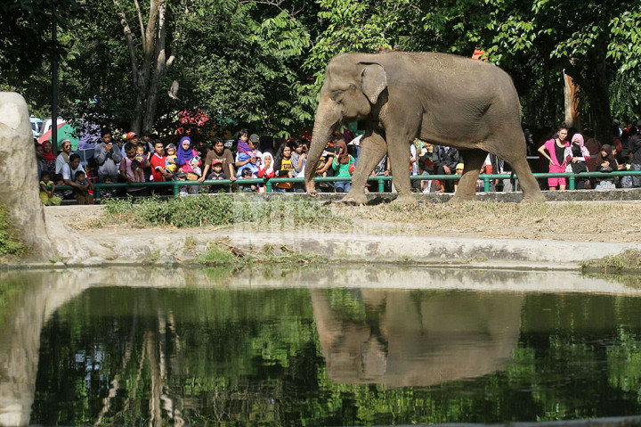 80.000 Wisatawan Kunjungi Taman Margasatwa Ragunan