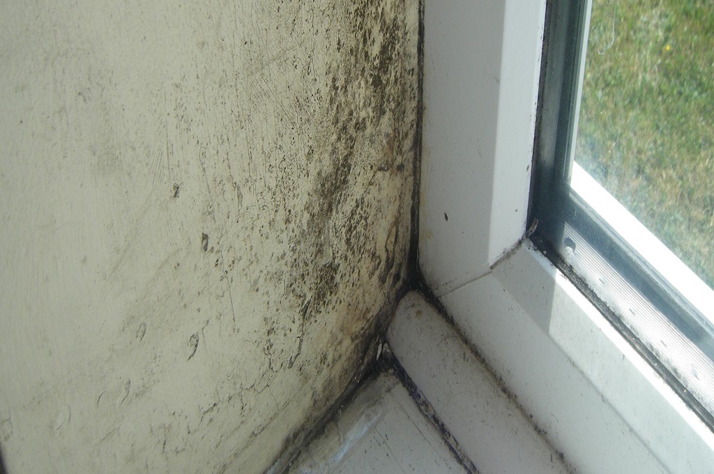 Jamur pada Dinding Rumah Sebabkan Gangguan Kesehatan