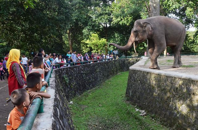 17 Bocah Sempat Hilang di Kebun Binatang Ragunan