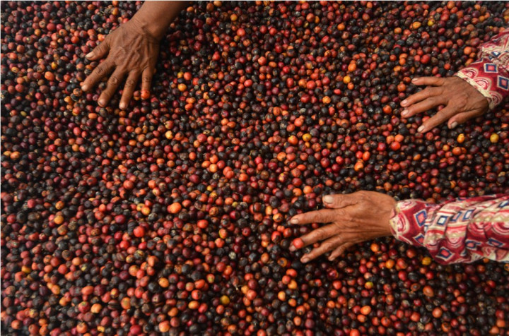 Pemkot Kotamobagu Kembangkan 400 Ha Perkebunan Kopi